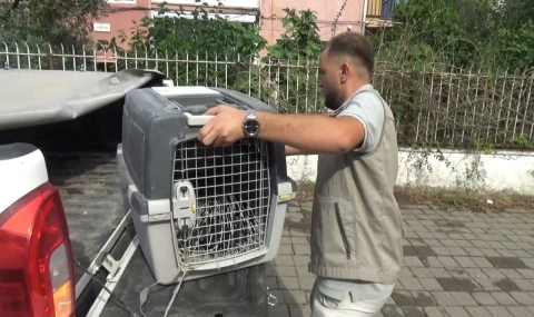 Aydın’da Şaşırtan Ziyaretçi