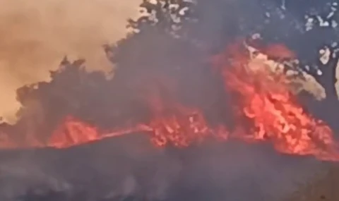 Aydın'da zira alan yangını