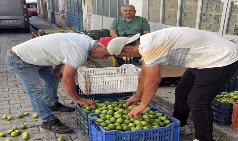 Bozdoğan İleği Kalitesiyle Öne Çıkıyor: İyi İleğin Fiyatı 300 Liraya Kadar Çıkıyor