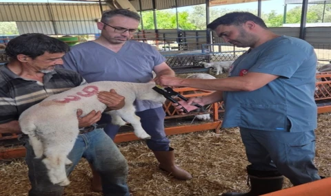 Bozdoğan’da hayvan sağlığı ekipleri sahada