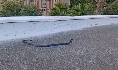 Bozdoğan’da Yılanların Çiftleşme Dansı Kameralara Yansıdı