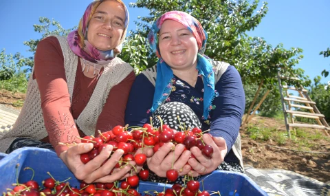 Dünyaca ünlü Demirci kirazında hasat başladı