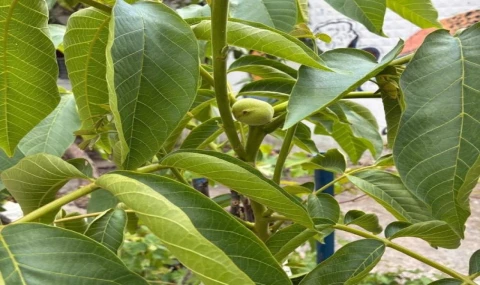 Koçarlı’da cevizde çeşit değiştirme aşısı başarıya ulaştı