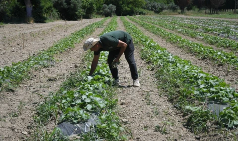 Kuşadası'nda Adabahçe yaz hasadına gün sayıyor
