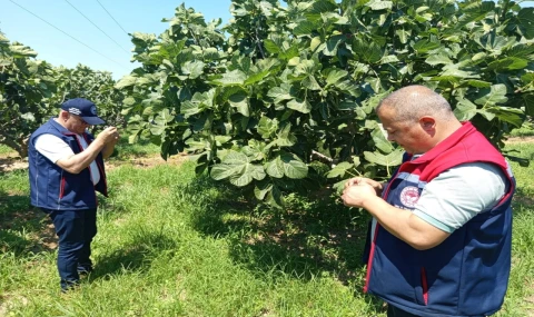 Kuyucak'ta incir üreticilerine zararlı uyarısı