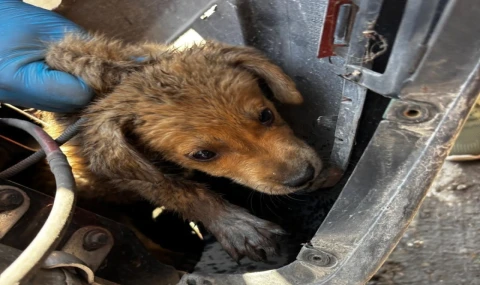 Araç tamponuna sıkışan yavru köpeği veteriner hekimler kurtardı