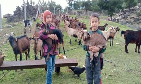 Meğer Keçiler Ormanları Yangından Koruyormuş