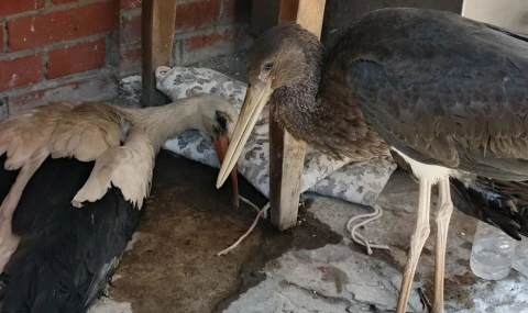 Leylek yavrularının göç yolculuğu talihsizlikle kesildi