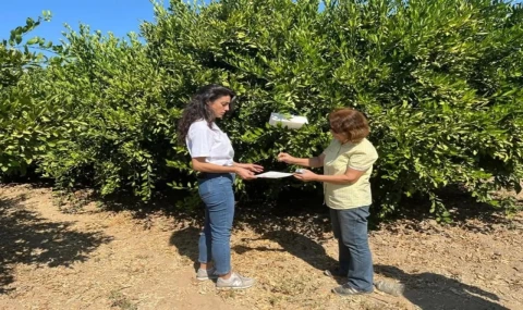 Aydın'da turunçgil üreticilerine Akdeniz Meyvesineği uyarısı