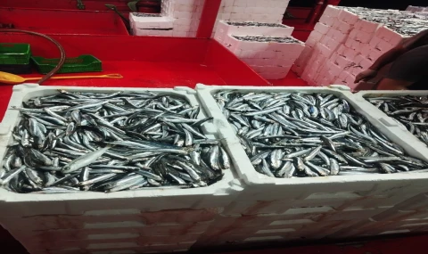 Didim’de hamsi denetimi sürüyor
