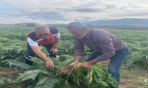 Coğrafi işaretli Gölhisar Enginarı'nda hasat için geri sayım başladı