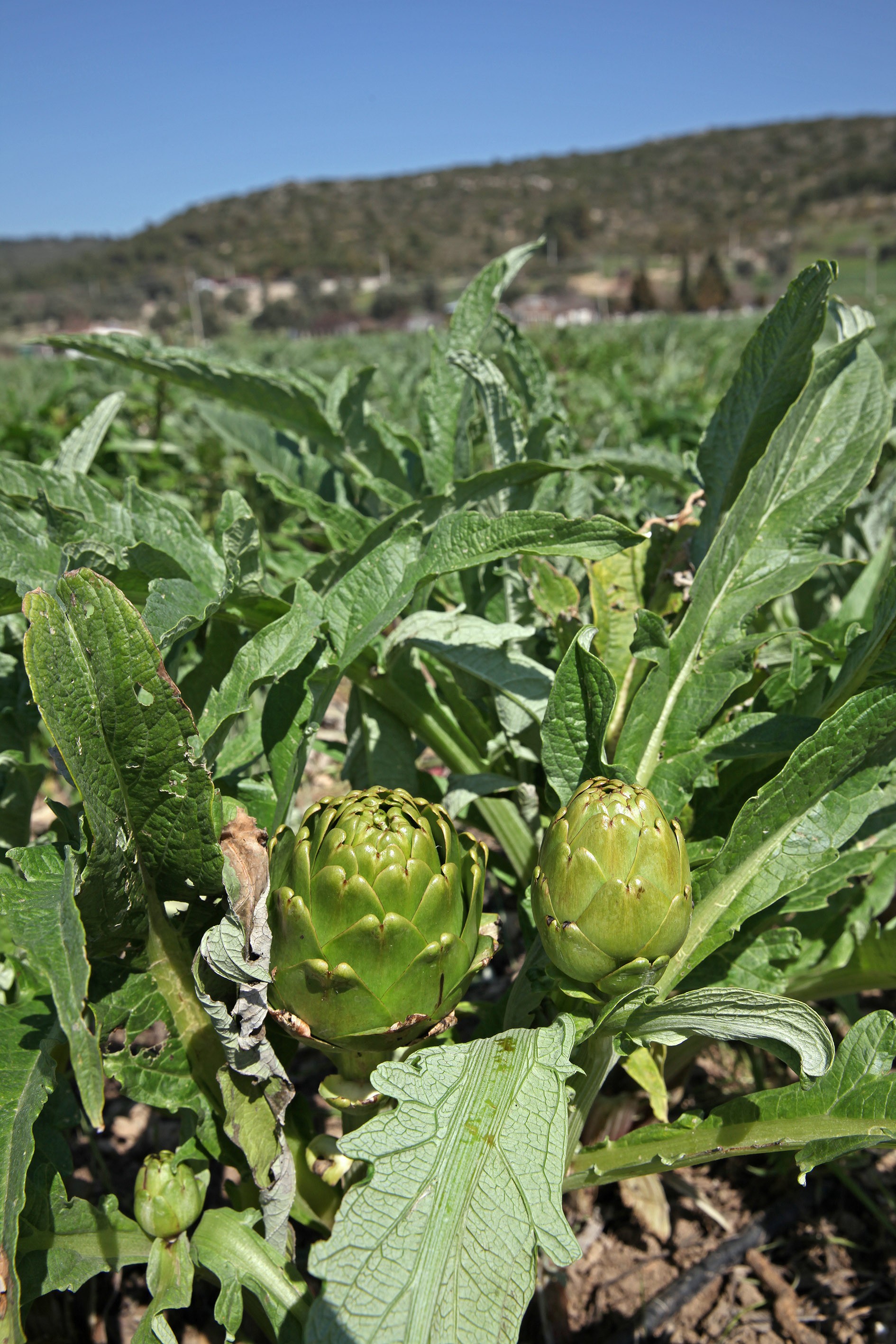 Ege’nin eşsiz gıdası enginar şifa deposu